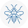 Bridport Hornet Nest Removals